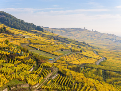 Private Jet Aerial view vineyards